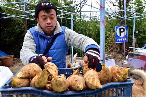 薯老大视频,揭秘薯片制作全过程，美味背后的秘密大公开