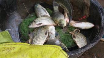 沙塘鳢养殖视频致富经,视频揭秘致富之路