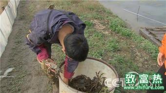 沙塘鳢养殖视频致富经,视频揭秘致富之路