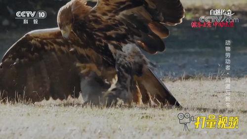 扑野兔视频,一场惊心动魄的野外冒险