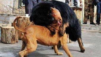 藏犬视频,忠诚守护者的传奇故事